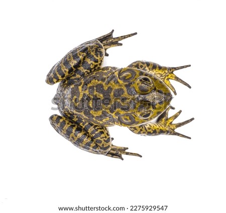 American bullfrog - Lithobates or Rana catesbeianus - view from dorsal above, isolated on white background Royalty-Free Stock Photo #2275929547