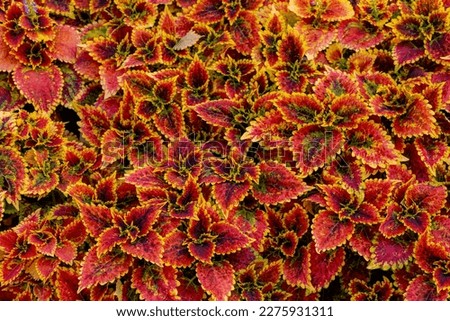 Selective focus of colourful leaves of Coleus scutellarioides in the garden, Coleus is a former genus of flowering plants in the family Lamiaceae, Red orange leaf texture, Nature pattern background.
