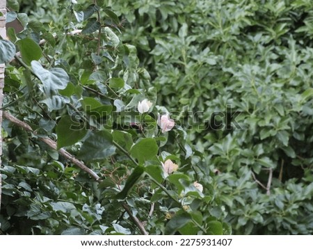 Magnolia flowers on the background of other trees