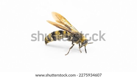 hairy footed scoliid wasp - Dielis pilipes - isolated on white background, side profile view