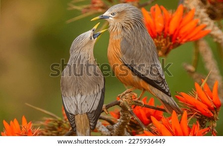 Chestnut Tailed Starling-Beautiful bird in Bangladesh Royalty-Free Stock Photo #2275936449