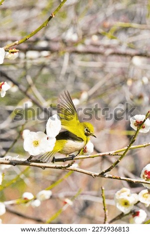 A small green bird named Warbling white-eye flapping its wings on the branches of white plum blossoms in a plum grove, vertical