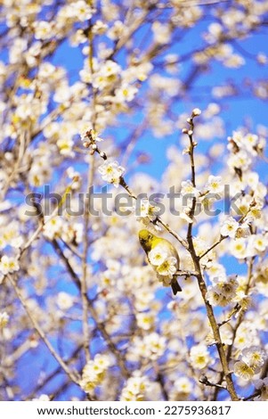 A white-eye perched on a branch amidst white plum blossoms in full bloom, facing forward
