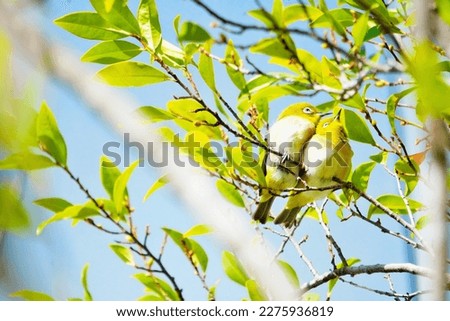 A pair of cute little birds, white-eyes, snuggling up on a branch of a fresh green tree against the blue sky to keep each other warm