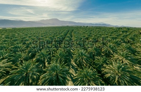 Arial view of palm plantation. Tropical palm leaves, floral pattern background. Rows of beautiful palm trees. Aerial view of palm oil plantation.  Royalty-Free Stock Photo #2275938123