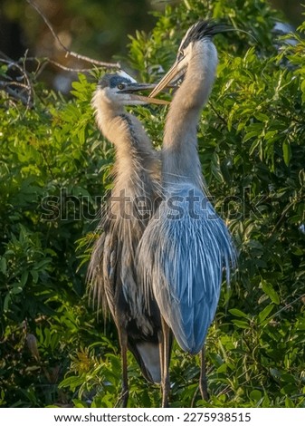 Pair of Great Blue Herons at the Venice Audubon Rookery in Venice Florida USA Royalty-Free Stock Photo #2275938515