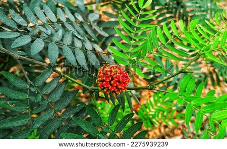 Beautiful flower with green leaf in rainy season Royalty-Free Stock Photo #2275939239