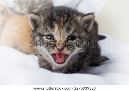 Hissing, striped cute kitten hisses and looks at the camera, beautiful kitten, concept for postcard, wallpapers, calendars Royalty-Free Stock Photo #2275939383