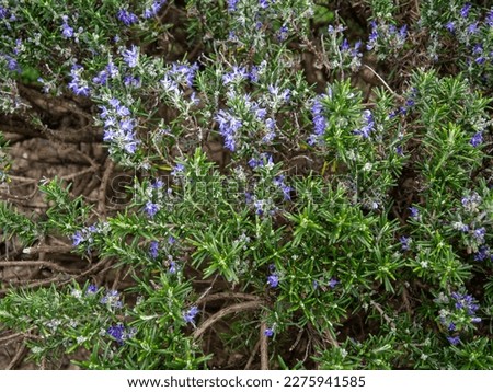 Shrub with thin leaves and blue flowers. Plant background. Pattern of leaves and flowers. Botany. In the city park
