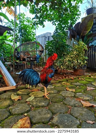 the chickens are looking for food around the home garden