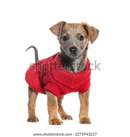 Standing Puppy Bastard dog, Chihuahua cross with pinscher,  wearing a red coat, isolated on white
