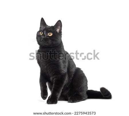 sitting  Black cat looking away up, with a  raised paw , isolated on white Royalty-Free Stock Photo #2275943573