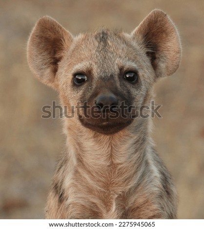 Spotted Hyena pup in Kruger National Park, South Africa