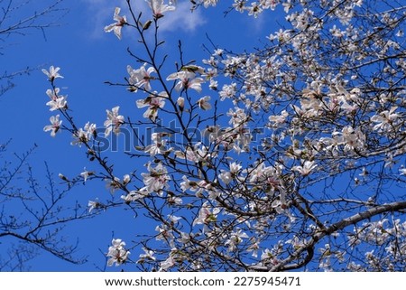 Magnolia flowers shining in the blue sky