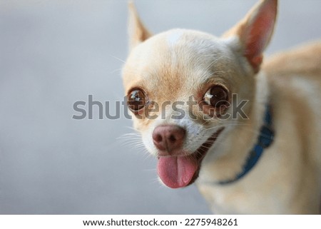 Adorable picture of a chihuahua