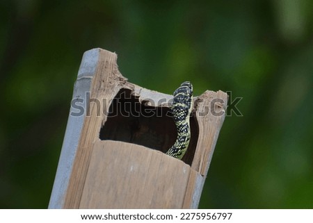 A snake hiding in a log.Green snake hiding in the hollow wood.A closeup shot of a green snake hidden in plants in the forest during daytime.selective focus. Royalty-Free Stock Photo #2275956797