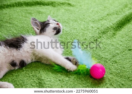Beautiful kitten playing with a toy on a bed