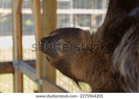 Two Toed Sloth closeup picture