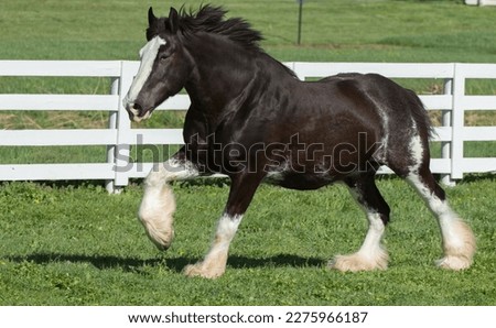 shire horse black with white socks white fetlocks and white blaze on face running in lush pasture or paddock with white fencing in background purebred draft shire horse horizontal format type space  Royalty-Free Stock Photo #2275966187