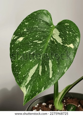 Close up on a Monstera Thai Constellation leaf. Young variegated houseplant. Royalty-Free Stock Photo #2275968725