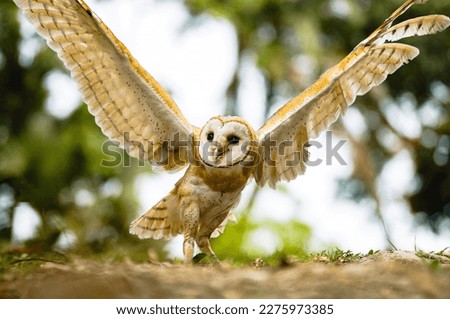 Owls are a group of birds of prey characterized by their large eyes, hooked beaks, and sharp talons. They are found in almost all parts of the world, except for Antarctica, and belong to the order Str