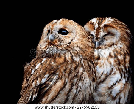 Picture of a pair of tawny owls. One of them guards his partner's dream. Budapest, Hungary, Europe. Royalty-Free Stock Photo #2275982113