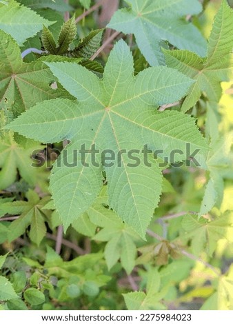 A Beautiful Green leaf Picture 