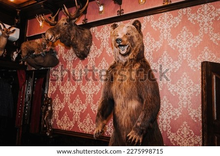 A large brown wild big bear, a stuffed animal killed by a hunter stands against the background of a wall in an interior, . Photography, portrait, wildlife, nature, murder concept.