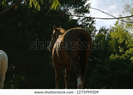 Horse looking away on Texas farm during summer outdoors.