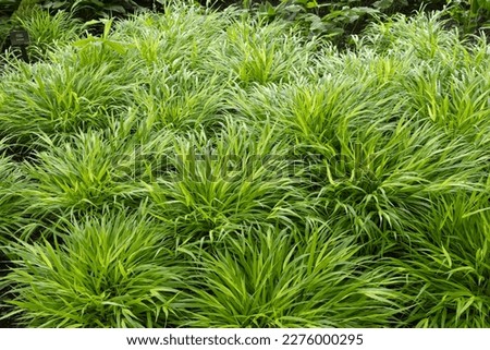 Horizontal banner of a large patch of hakone grasses, Japanese forest grass, chartreuse foliage with arching, rippling, graceful grasses used for ornamental appeal. 