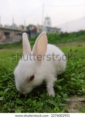 My Cute little Bunny (photo 1)