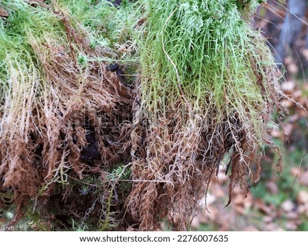 sphagnum moss collected in the forest with roots close up