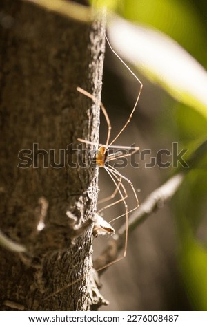 A little weaver hand Opiliones sitting on a tree trunk. Its long legs make it appear larger than it is. The sun shining on it creates a warm atmosphere for the whole image Royalty-Free Stock Photo #2276008487
