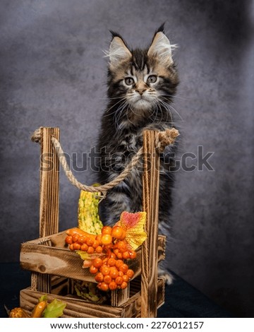 Cute fluffy kitten stands near a wooden box with decorative berries