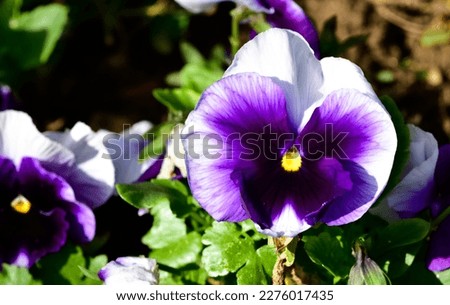 various Garden Flowers, Garden violets.