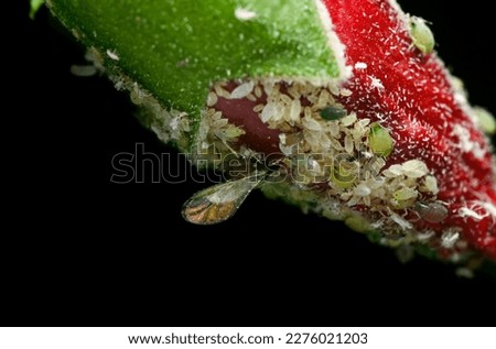Hibiscus bud covered by aphids which are sucking pest of plant. They suck the cell sap from plant parts and hampered the growth and development of plant. It is serious pest of agriculture.