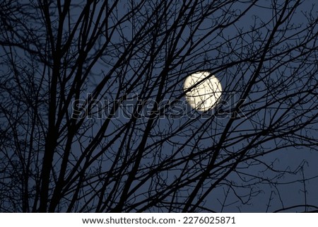 The light of the moon against the background of tree branches