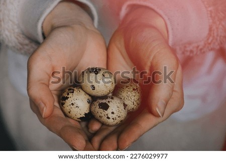 Hands holding easter quail eggs. Toned picture