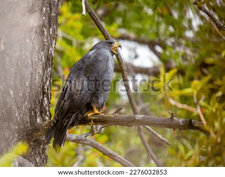 This beautiful Zone-tailed Hawk was calling for us as we hiked through the southern Arizona mountains. Royalty-Free Stock Photo #2276032853