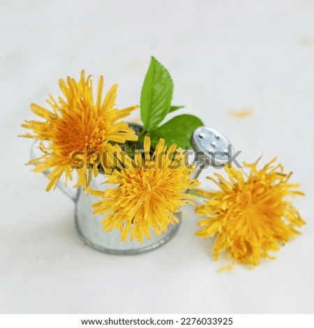 Bouquet of yellow dandelions flowers closeup in small toy decorative watering can, light background. Concept of springtime