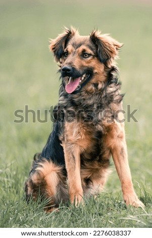 Beautiful shaggy dog from a dog shelter posing for a photo. Photo is taken during his regular free walk