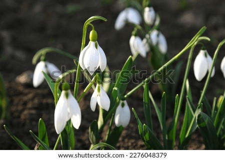 spring snowdrops in nature on the ground Royalty-Free Stock Photo #2276048379