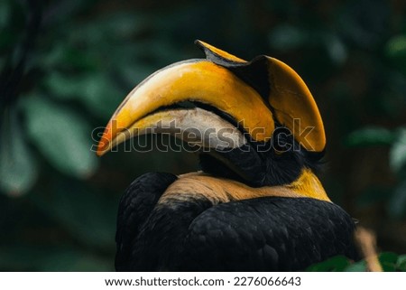 Close-up side view of a great hornbill looking at the camera Saw parts of the head, protruding beak, yellow eyes. Due to habitat loss and hunting in some areas, evaluated as vulnerable.