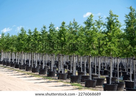 Rows of a variety of deciduous trees in black colored pots under the blue sky. There are orange, grape, and ash, The large tree farm has hills and valleys with a wire fence surrounding the property. Royalty-Free Stock Photo #2276068689