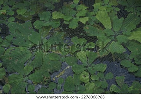 Stock photos of plants in the village