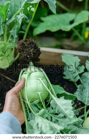 Greens kohlrabi vegetables.hand pulls kohlrabi out of the ground with a root. kohlrabi vegetables in wooden beds.Organic fresh vegetables in my own garden.Green fresh vegetables Royalty-Free Stock Photo #2276071503