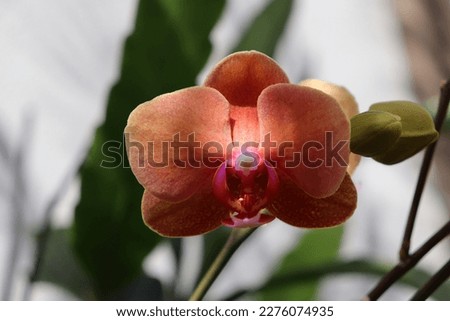 Close up on beautiful orange peach color orchids Doritaenopsis with pink stripes. The middle is pink and white. The sunlight is over the orchid. Copy space. Romantic. Wallpaper.
