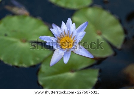Blue and Yellow Lotus Flower with Blurred Green and Black Background.