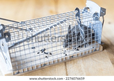 picture of a little house mouse sitting in a live trap