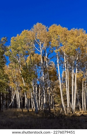 Green and yellow aspens with blue sky in the background, Flagstaff, Arizona.